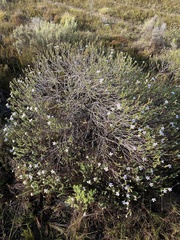 Adenandra obtusata