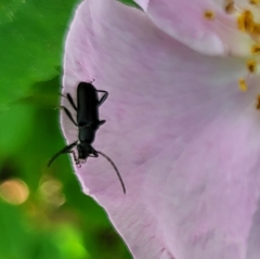 Grammoptera subargentata