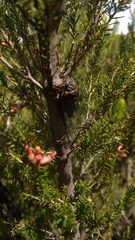 Tibicina quadrisignata