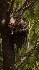 Tibicina quadrisignata