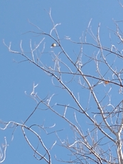 Pitangus sulphuratus