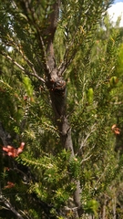 Tibicina quadrisignata