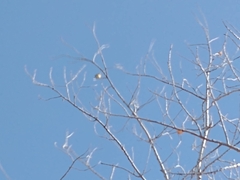 Pitangus sulphuratus