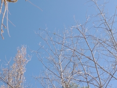 Pitangus sulphuratus