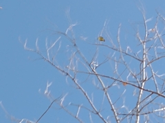 Pitangus sulphuratus