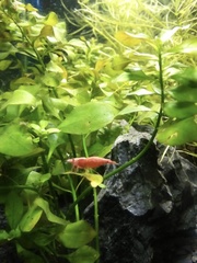 Neocaridina davidi