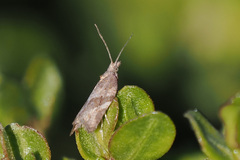 Argyrotaenia franciscana