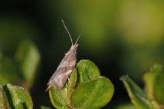 Argyrotaenia franciscana