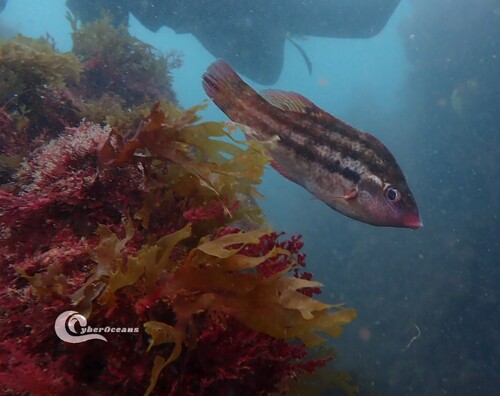 Baillon's wrasse (Symphodus bailloni) — Labridae