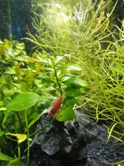 Neocaridina davidi