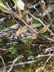 Ancylis mediofasciana