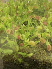Dionaea