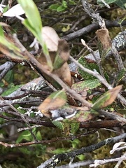 Ancylis mediofasciana