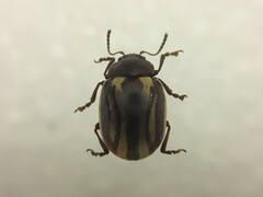 Zygogramma suturalis