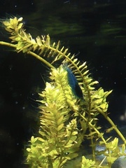 Neocaridina davidi