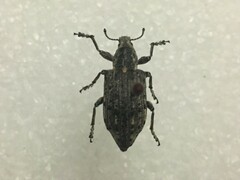 Ithycerus noveboracensis