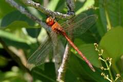 Coryphaeschna perrensi