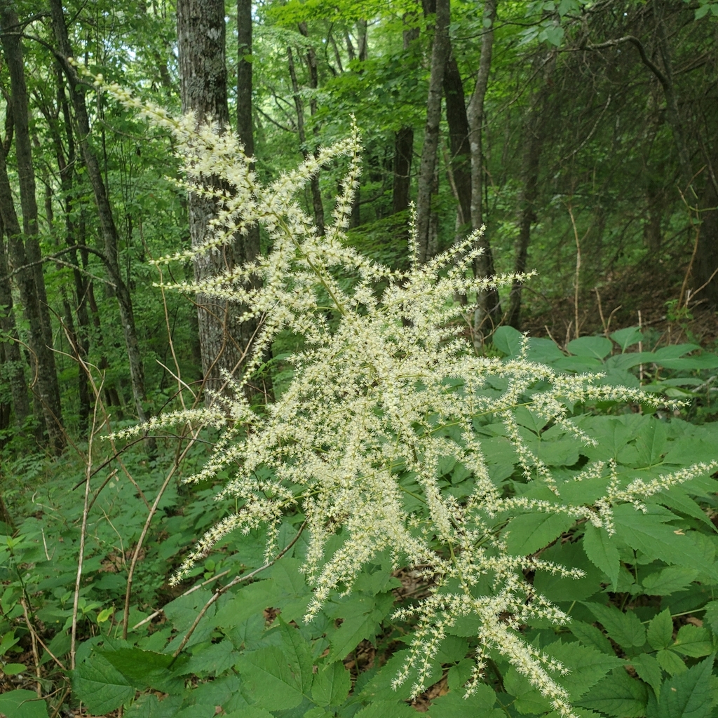 false goat's beards (genus)
