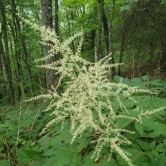 Astilbe biternata