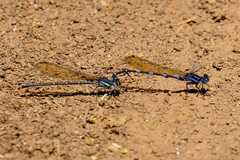 Argia croceipennis