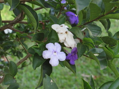 Brunfelsia uniflora