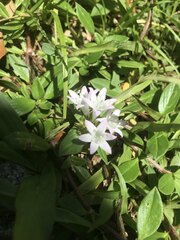 Richardia grandiflora
