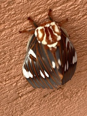 Citheronia splendens