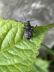 Otiorhynchus tristis