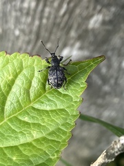 Otiorhynchus tristis