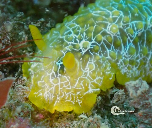 scribbled nudibranch