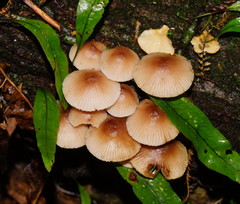 Mycena clarkeana