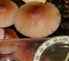 Mycena clarkeana