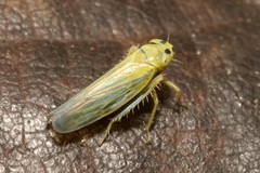 Cicadula quadrinotata