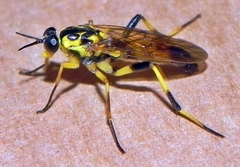 Xylomya terminalis