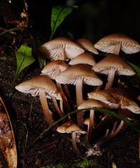 Mycena clarkeana