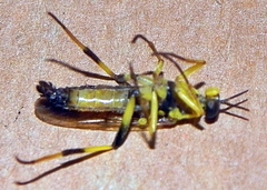 Xylomya terminalis