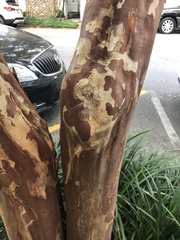 Lagerstroemia indica