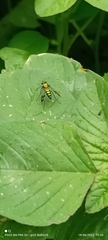 Condylostylus occidentalis