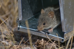 Abrothrix olivacea