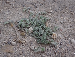 Astragalus monoensis