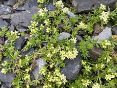 Galium megalospermum