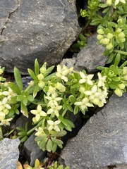 Galium megalospermum