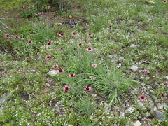 Echinacea tennesseensis