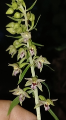 Epipactis leptochila neglecta