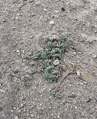 Astragalus monoensis