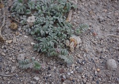 Astragalus monoensis