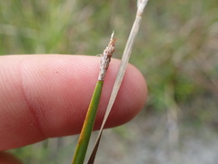 Eleocharis bifida