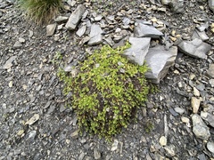 Galium megalospermum