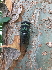 Neotibicen lyricen virescens