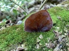 Auricularia